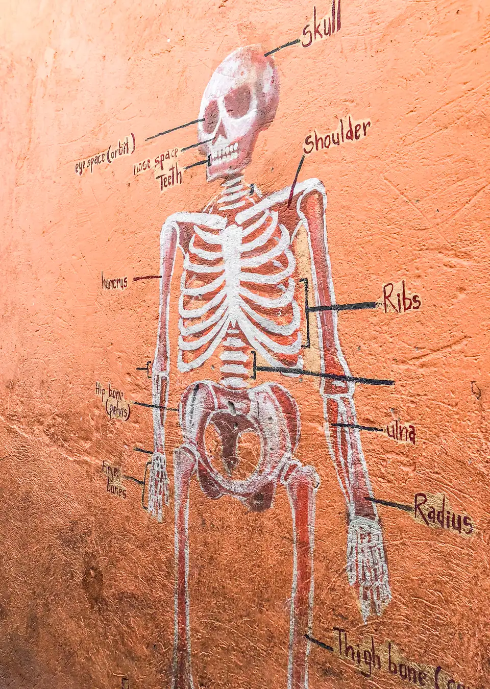 A hand-painted anatomy mural of a labeled skeleton on an orange classroom wall.